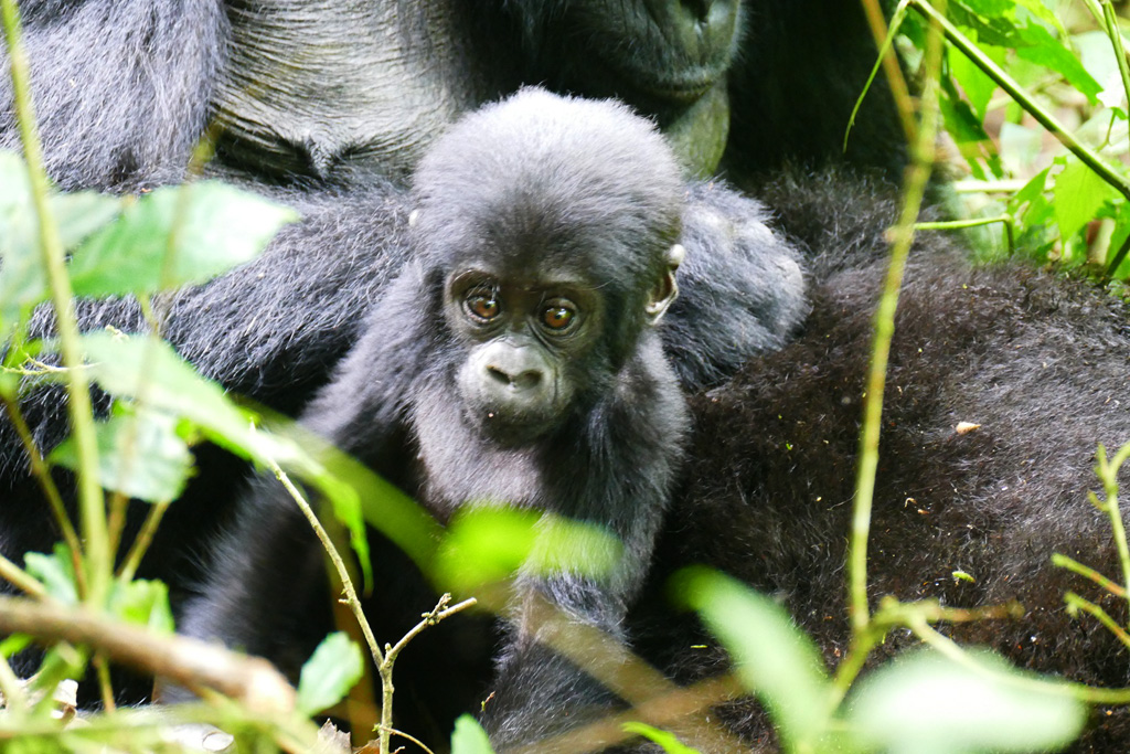 2020 Gorilla Baby‑Boom