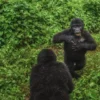 Gorilla Behaviour in the Wild