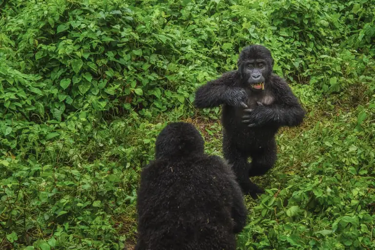 Gorilla Behaviour in the Wild
