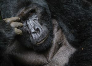 Uganda Gorilla Trekking – Step Into the Mist