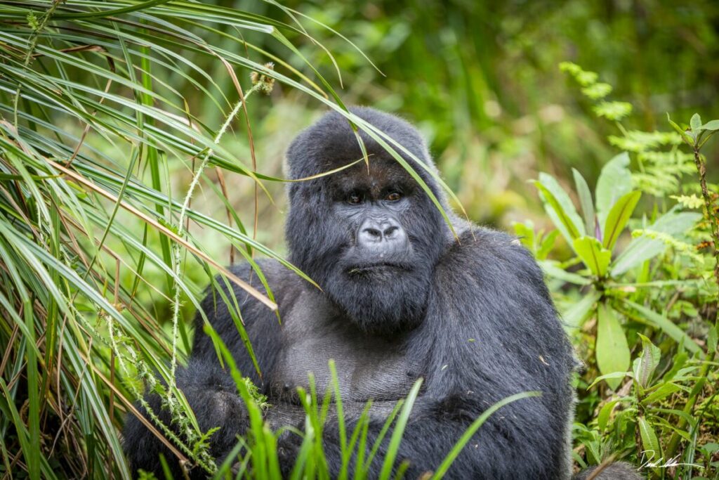 Young mountain gorilla sitting among forest leaves