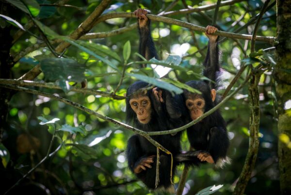 2-Day Chimpanzee Safari