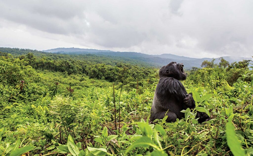 3-Day Gorilla Trekking and Cultural Safari