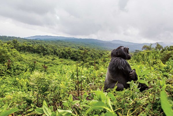 3-Day Gorilla Trekking and Cultural Safari