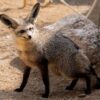 50 Wild Animals You Must See on an African Safari