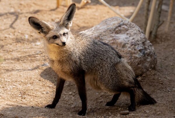 50 Wild Animals You Must See on an African Safari