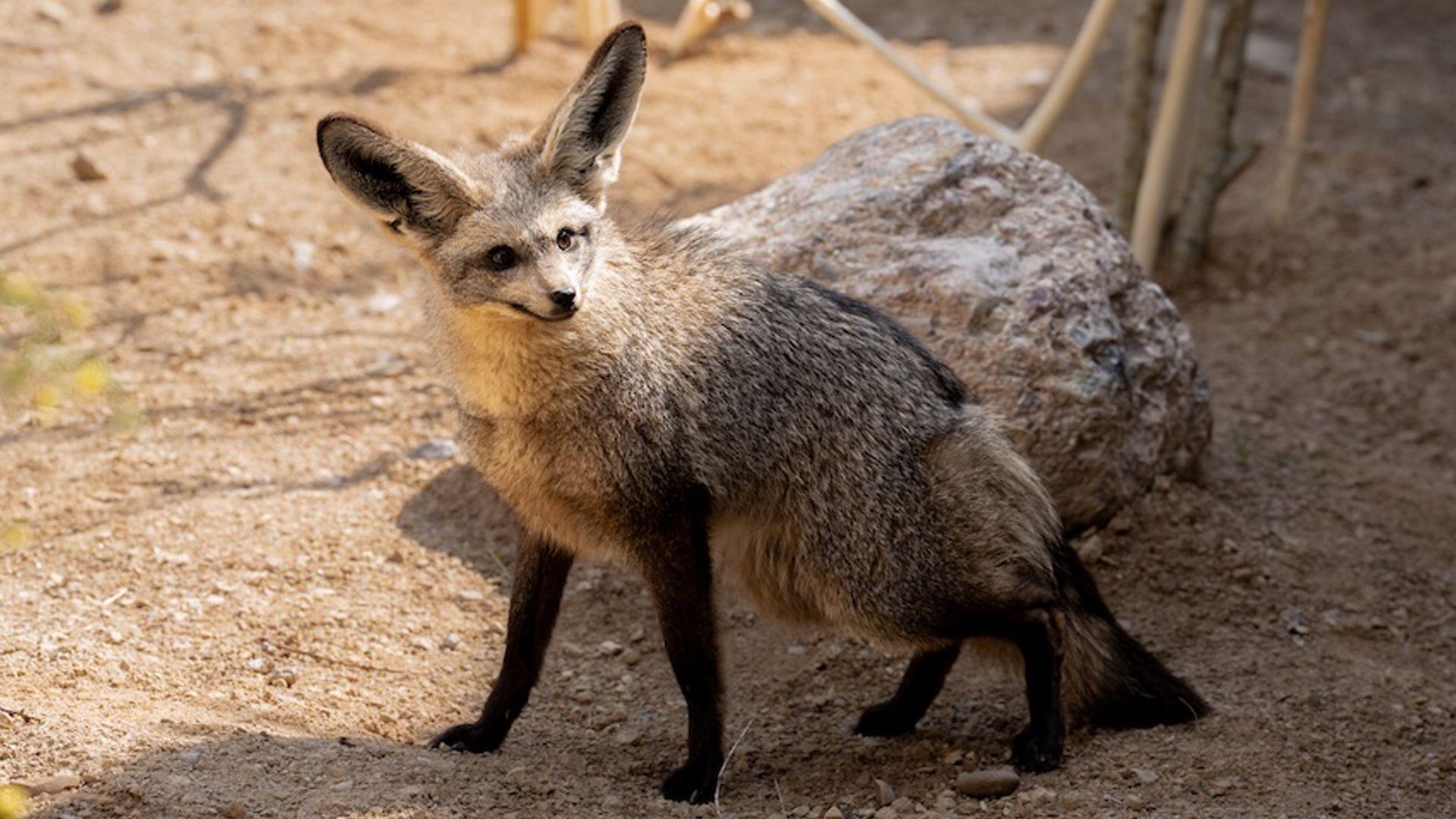 50 Wild Animals You Must See on an African Safari