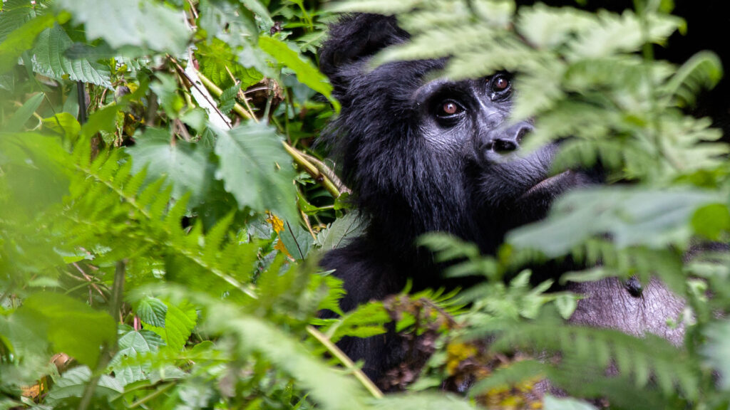 9-Day Uganda Gorilla Trekking and Wildlife Safari