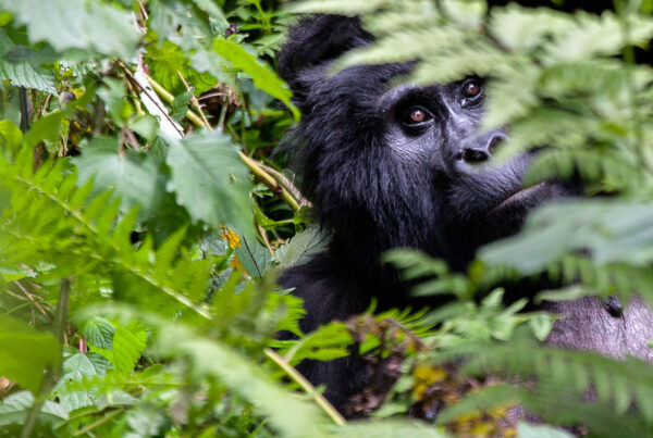 9-Day Uganda Gorilla Trekking and Wildlife Safari