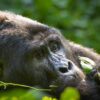 Adult Male Mountain Gorillas Stay Etched in Your Mind