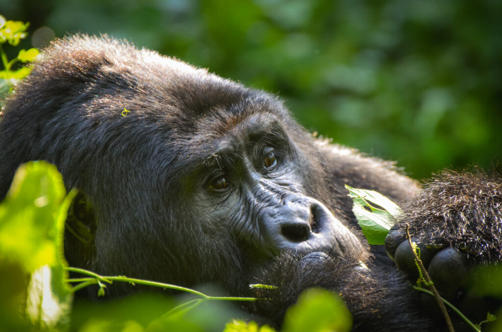 Adult Male Mountain Gorillas Stay Etched in Your Mind