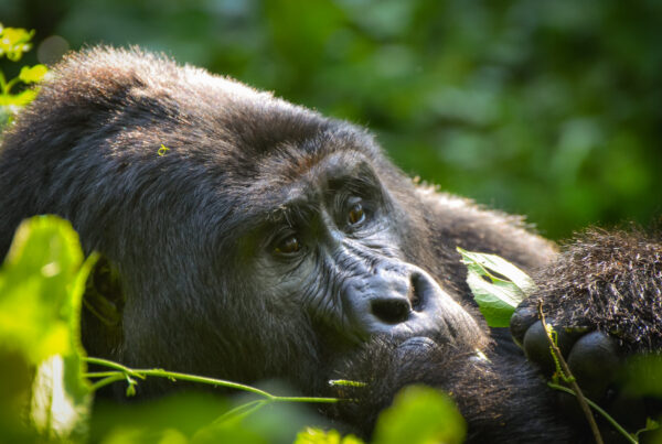 Adult Male Mountain Gorillas Stay Etched in Your Mind