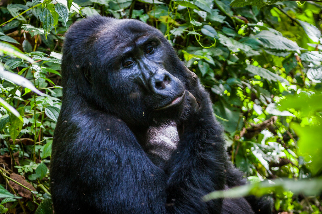 Adult Male Mountain Gorillas Stay Etched in Your Mind 2