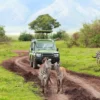 Africa Adventure Safaris and Tours