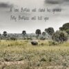 African Safari Quotes
