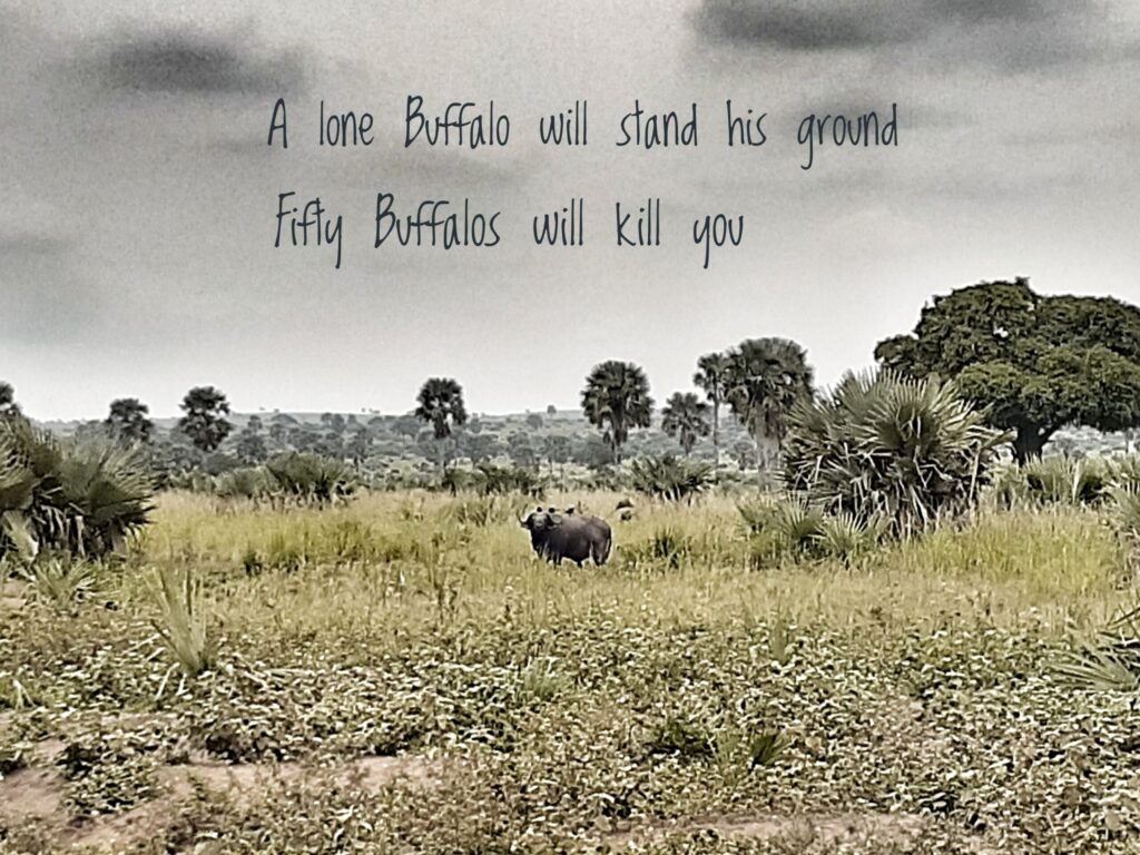 African Safari Quotes