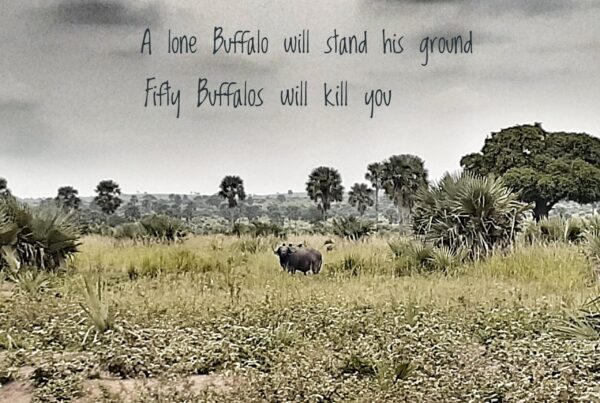 African Safari Quotes