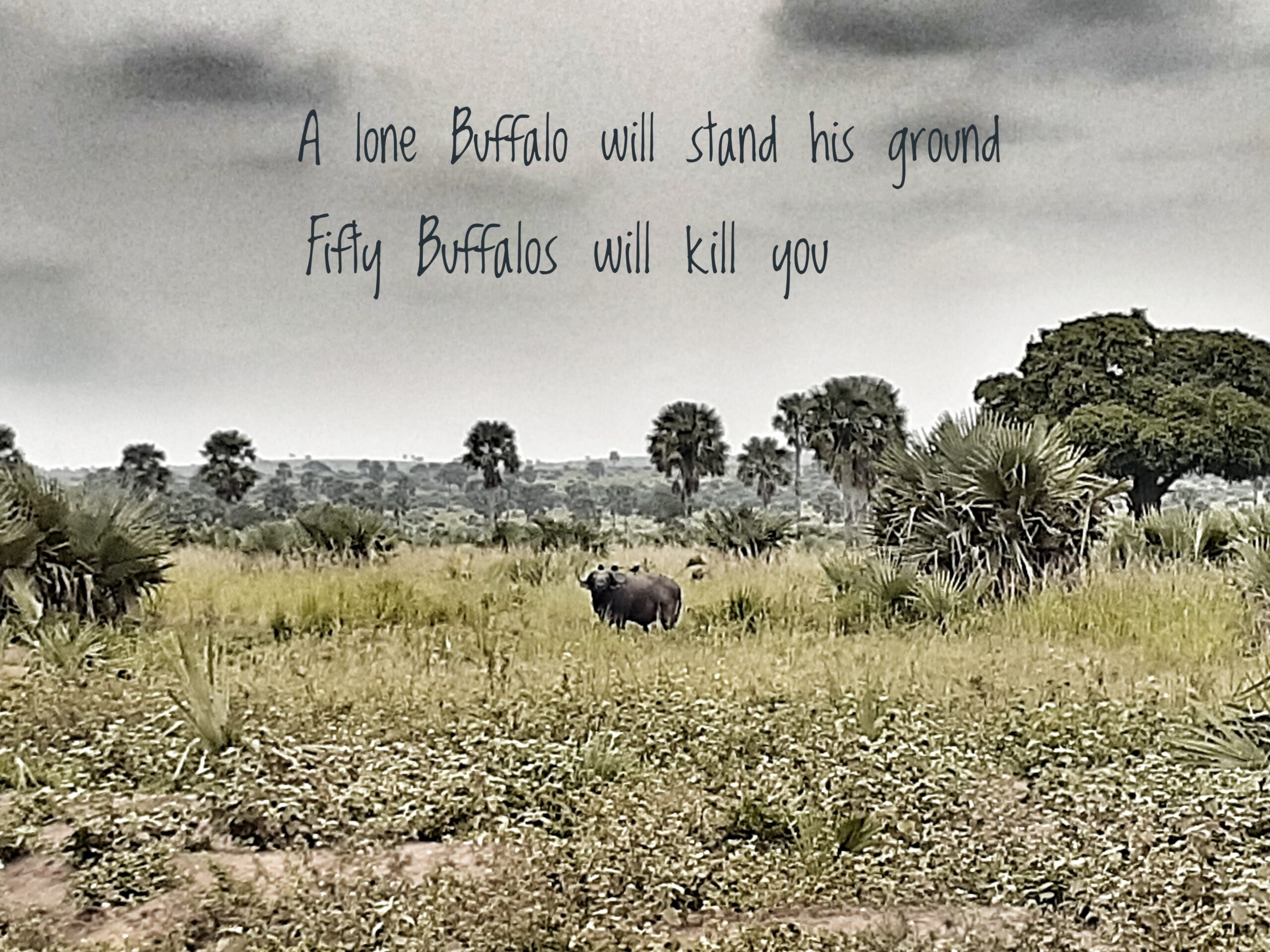 African Safari Quotes 101 to Inspire Your Wildest Wanderlust Dreams