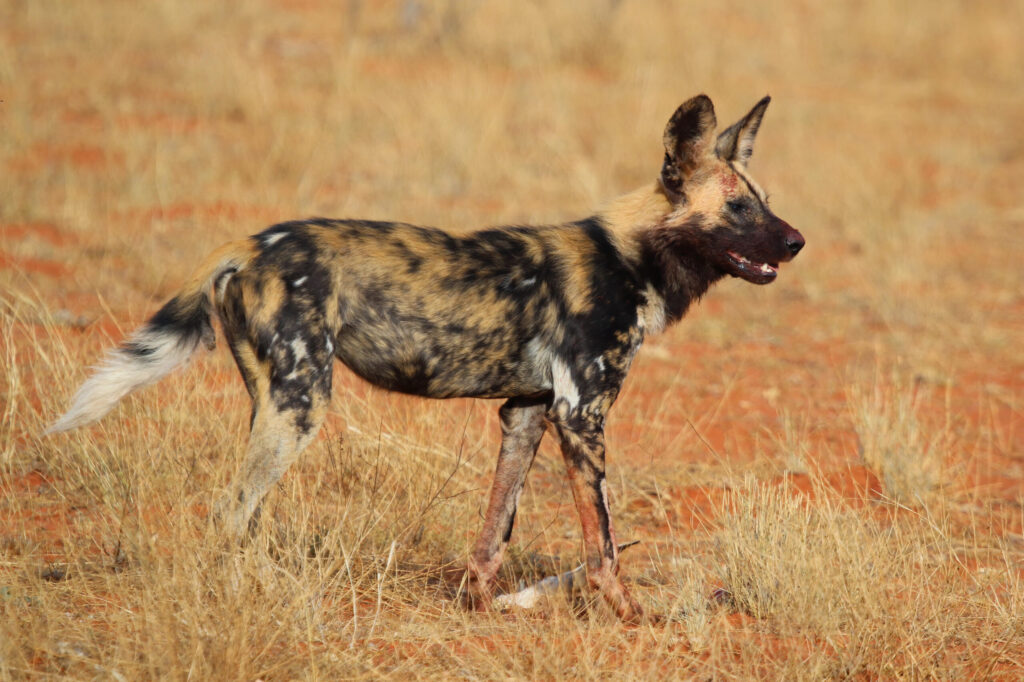 African Wild Dogs in Uganda