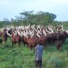 Ankole Cattle of Uganda