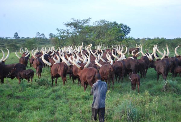 Ankole Cattle of Uganda