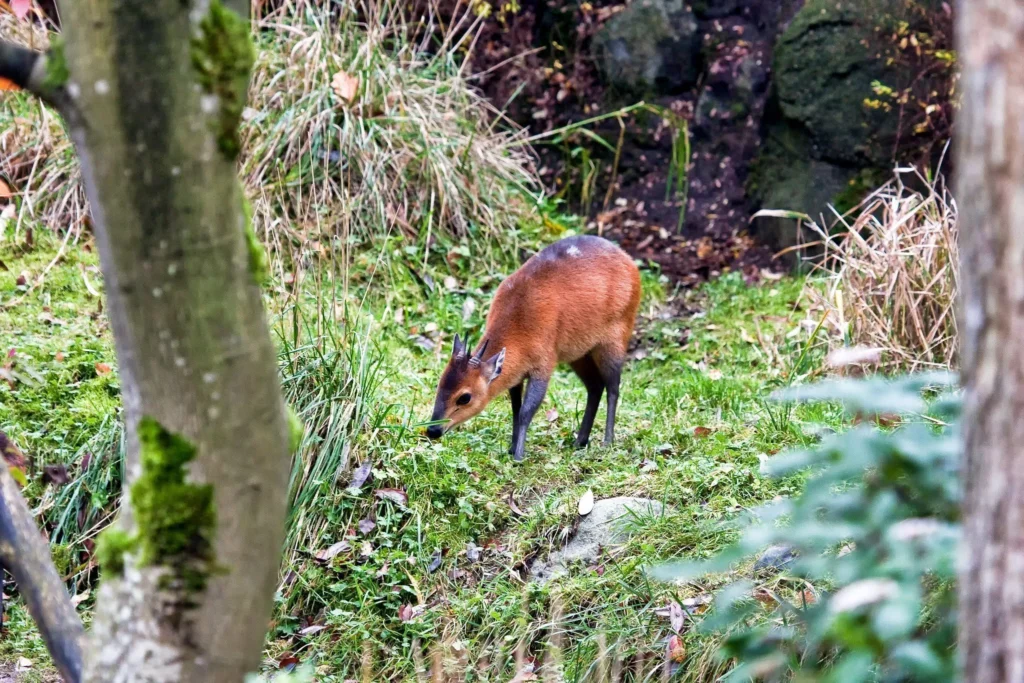 Bwindi Forest What Happened to the White-Bellied Duiker