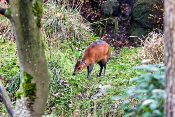 Bwindi Forest What Happened to the White-Bellied Duiker