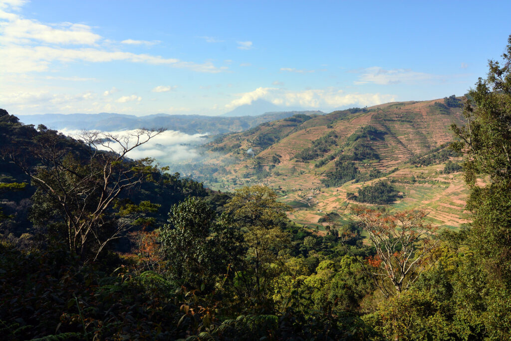 Bwindi Impenetrable Forest 1