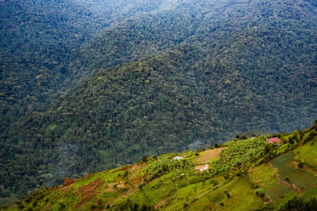 Bwindi Impenetrable Forest 2