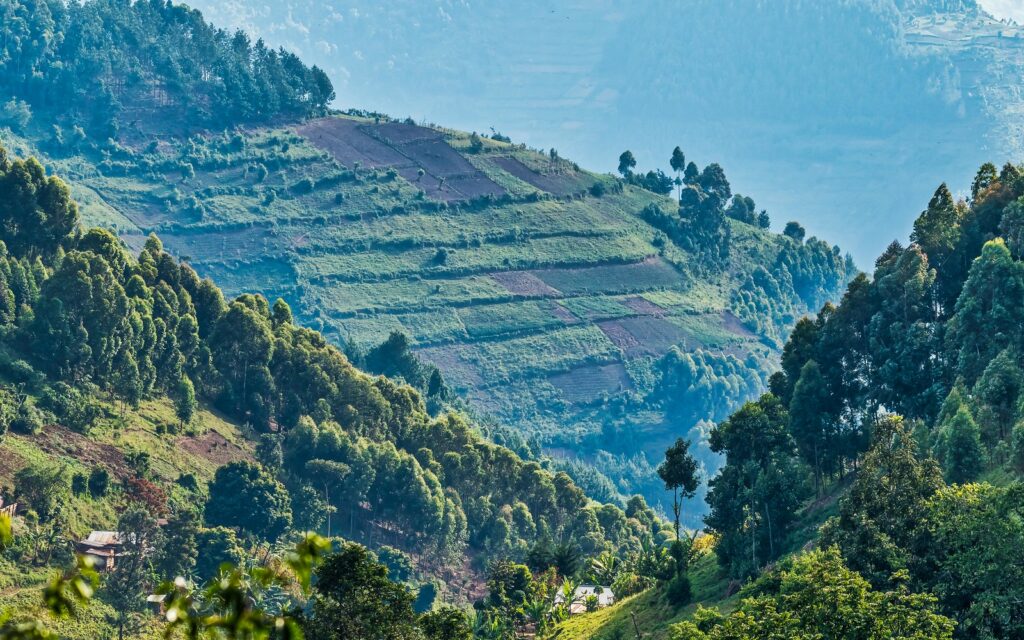 Bwindi Impenetrable Forest National Park History 2