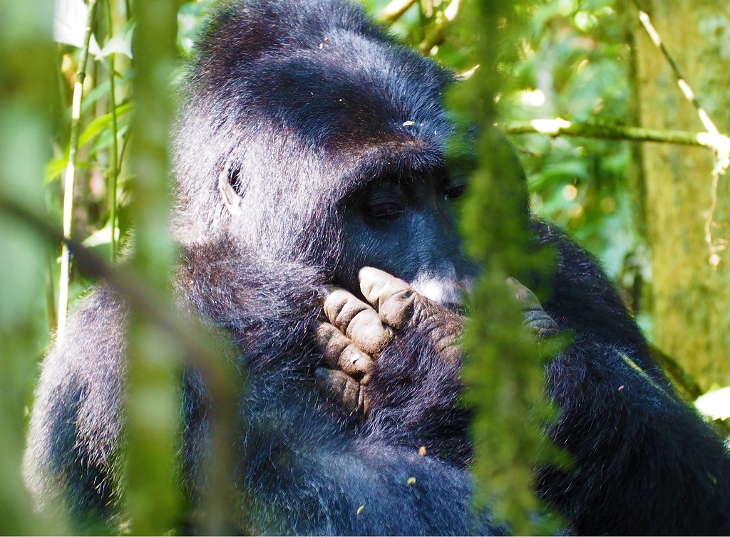 Bwindi History