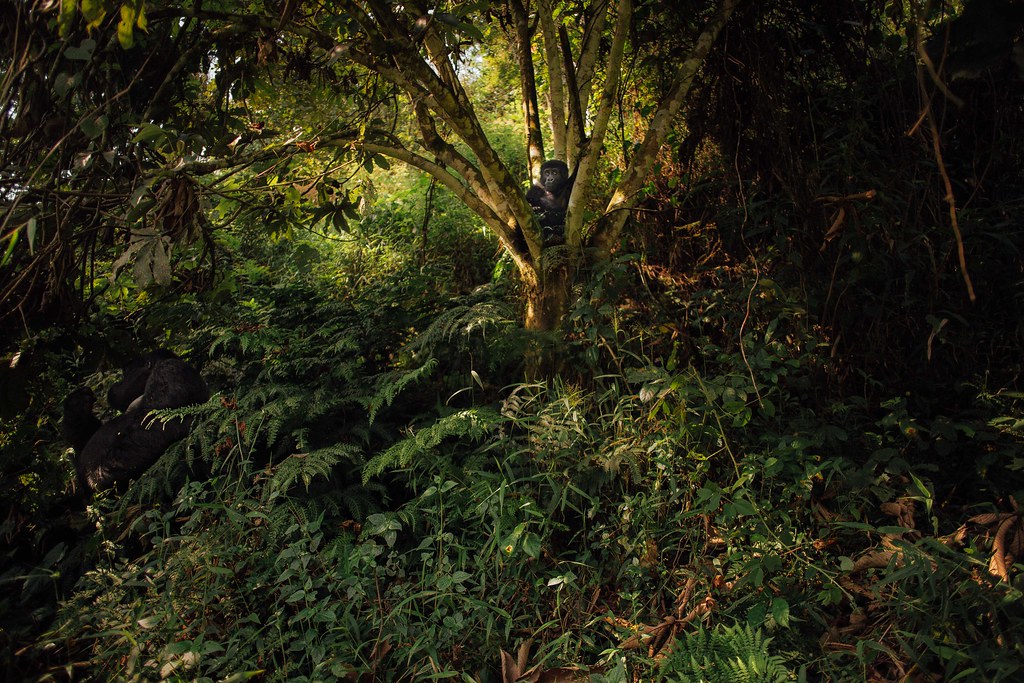 Bwindi Impenetrable Forest Primates