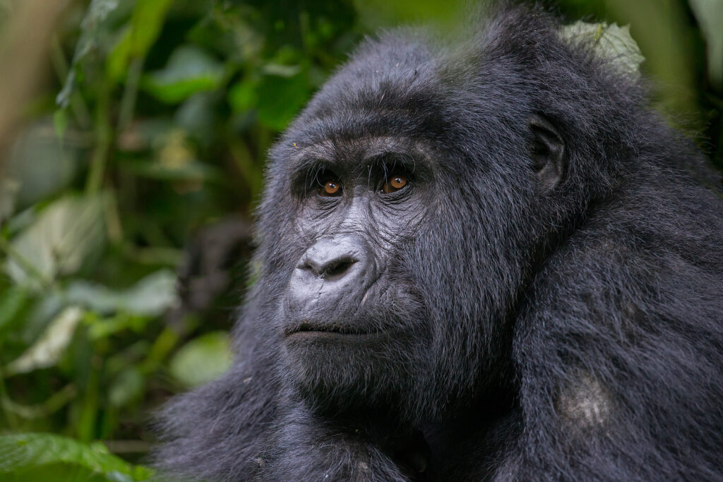 Bwindi Impenetrable Forest Trees
