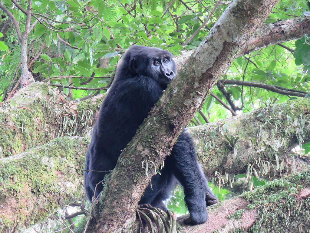 Bwindi altitude
