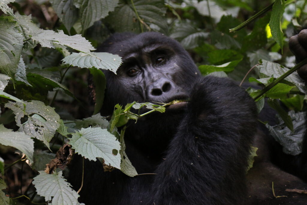 Bwindi National Park Altitude