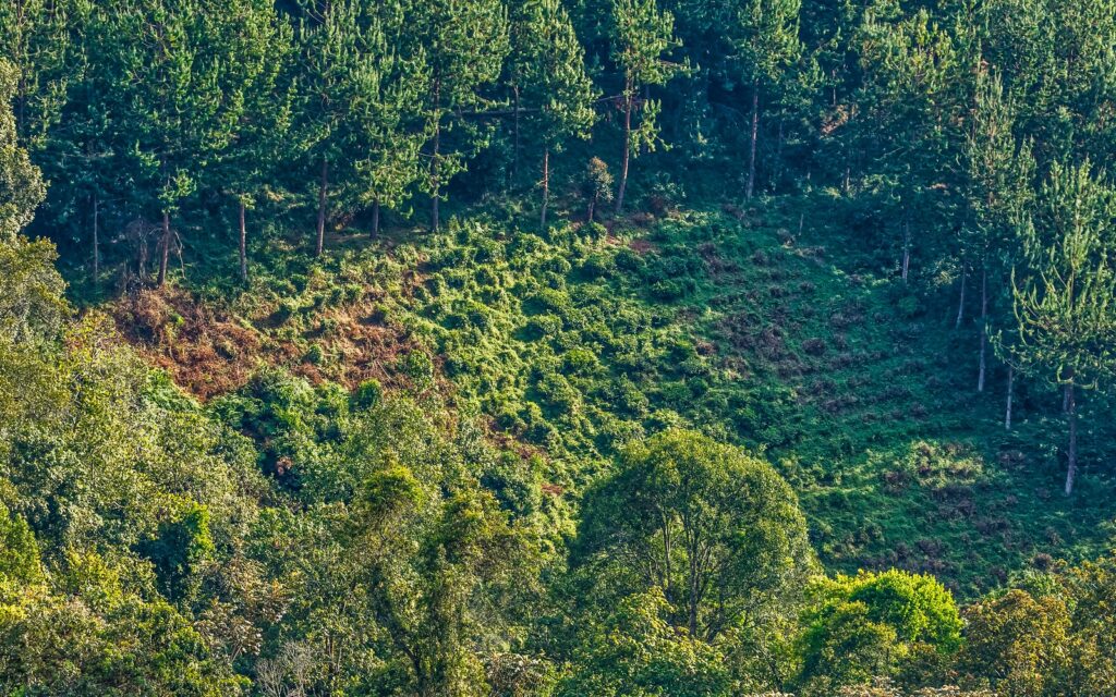 Bwindi National Park Altitude 4