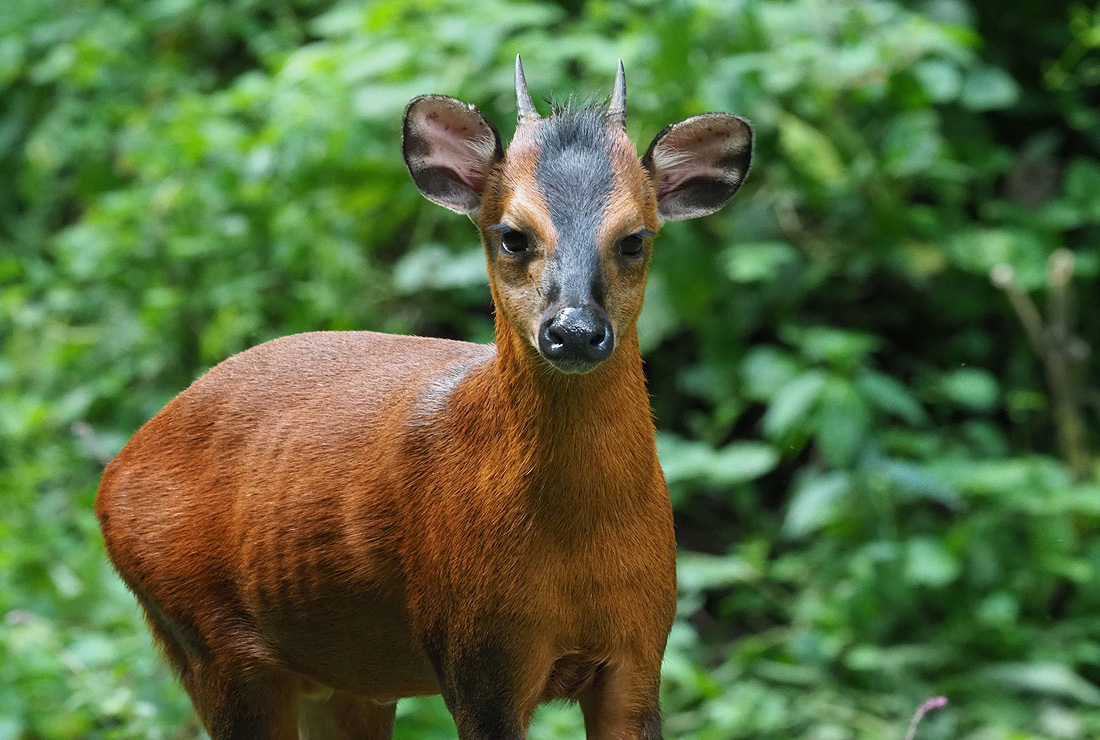 Bwindi What Happened to the White Bellied Duiker