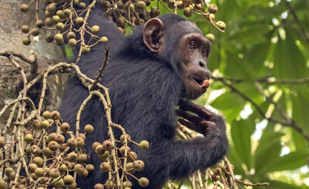 Chimpanzee feeding on fruit in a tree