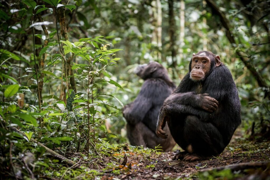 Chimpanzees Confirmed in Bwindi Forest