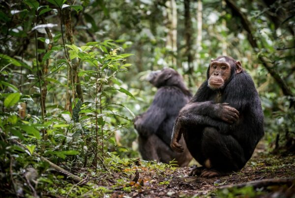 Chimpanzees Confirmed in Bwindi Forest