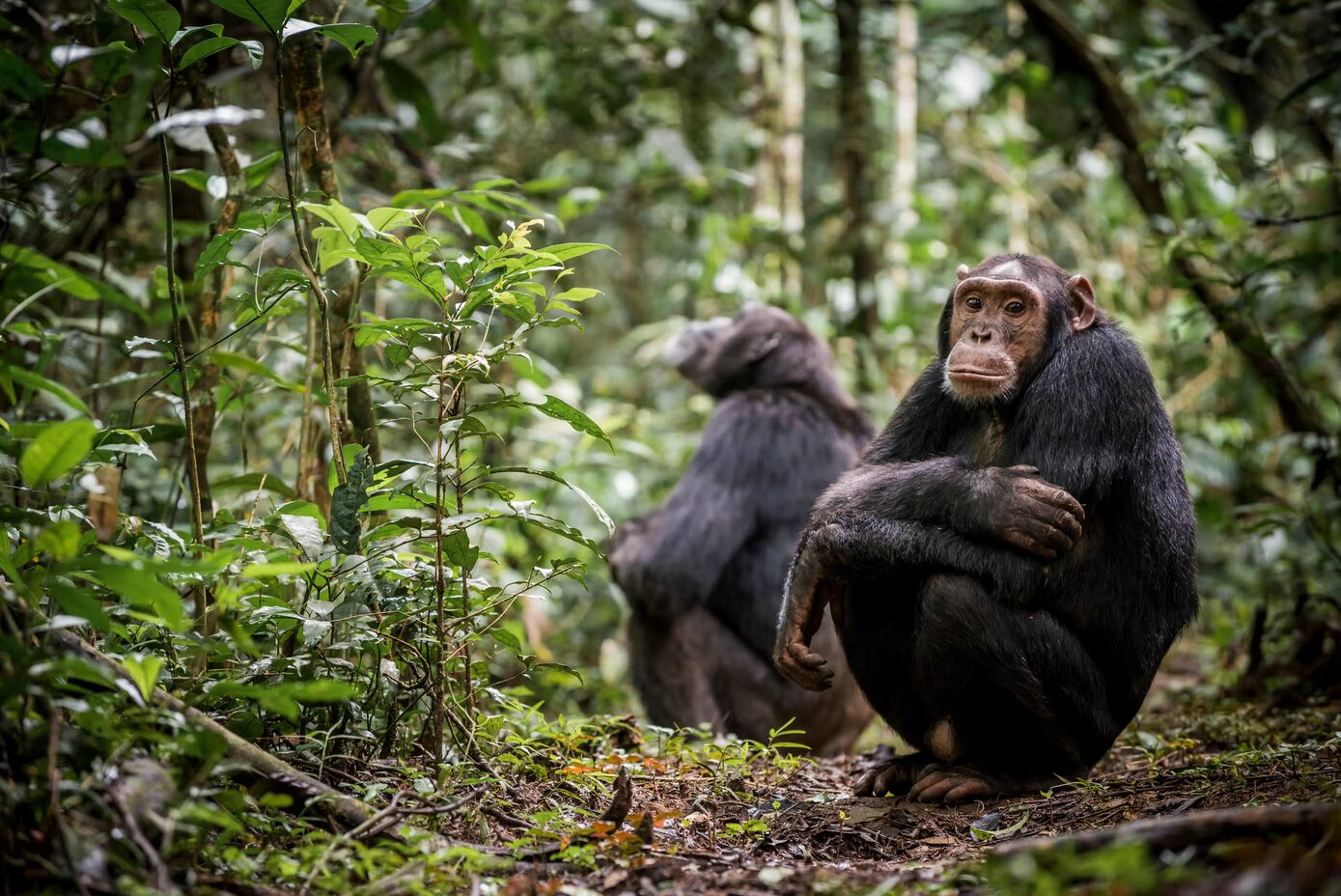 Chimpanzees Confirmed in Bwindi Forest