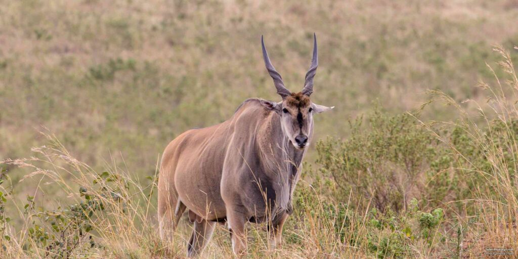 Derby’s Eland