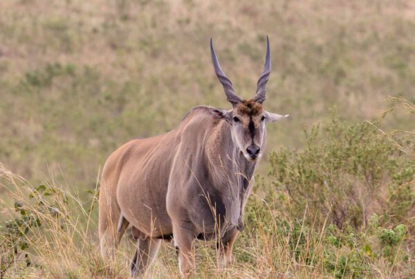 Derby’s Eland