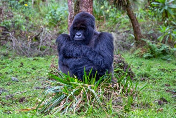 Deutschland Gorilla Trekking in Uganda