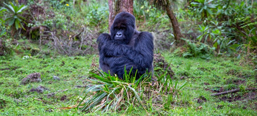 Deutschland Gorilla Trekking in Uganda
