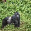 Do All Gorillas Become Silverbacks