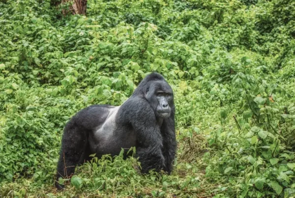 Do All Gorillas Become Silverbacks