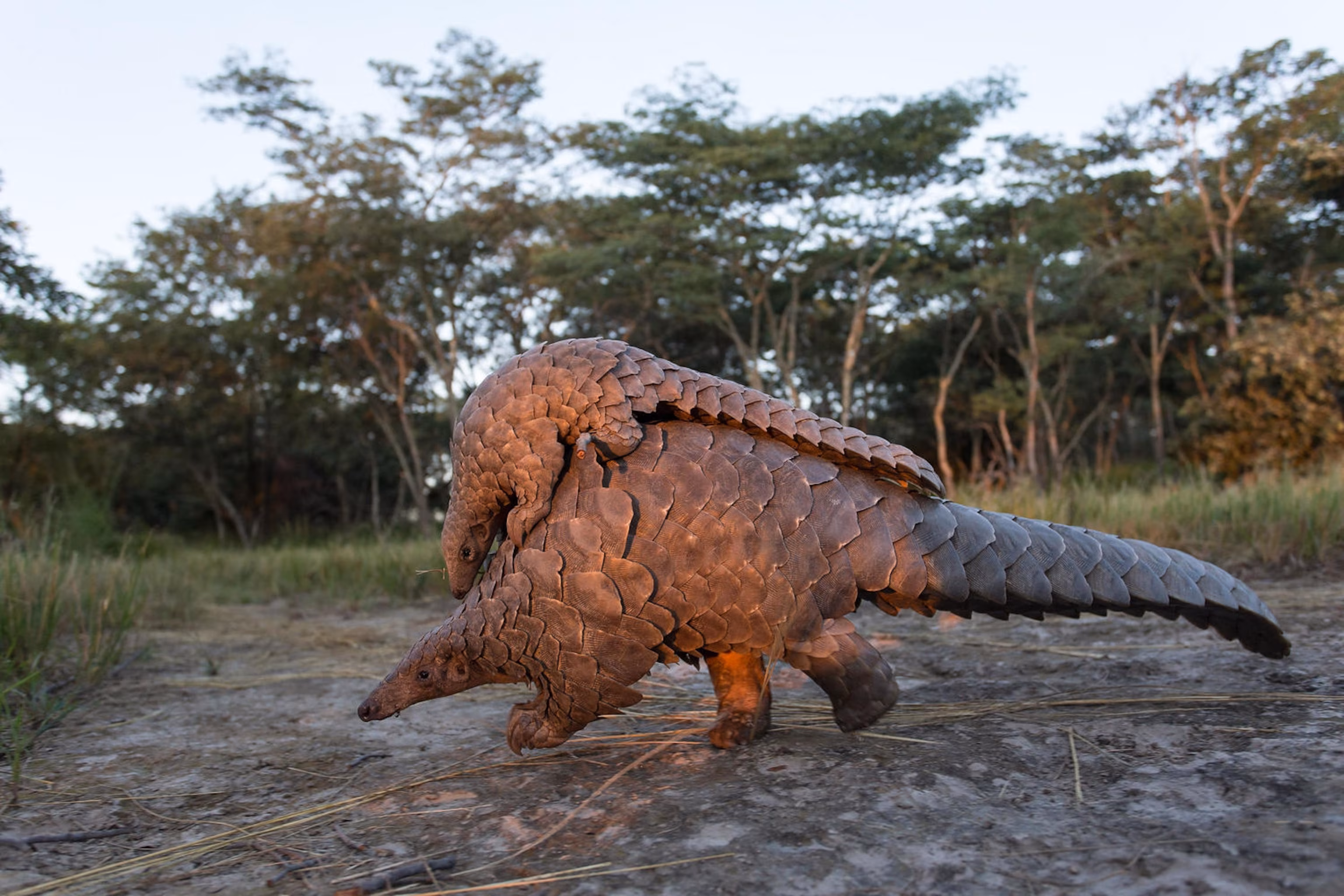 Endangered Animal Species in Uganda