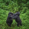 Famous Gorilla Tracking Experience