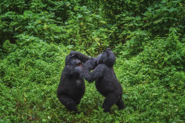 The World’s Most Famous Gorilla Tracking Experience: Why the USA Chooses Uganda